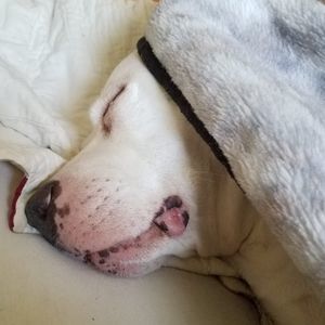 Meet your Posher, Joe